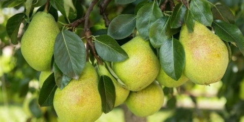 Kruška ne donosi plod: šta da se radi